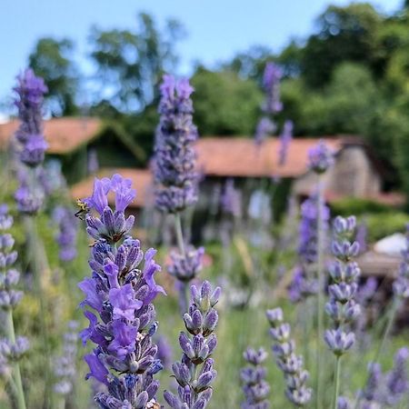 La Stanza Del Bosco Lejlighed Arcumeggia Eksteriør billede